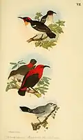 Beitrag zur fauna Centralpolynesiens Ornithologie der Viti-, Samoa- und Tonga-inseln