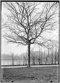 Suberose field elm, Vondelpark, c.1900