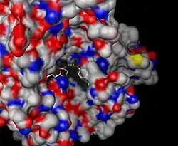 Surface depiction of active site pocket of β-glucuronidase with catalytic residues shown