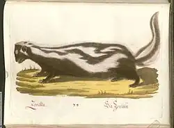 Painting of a black weasel-like animal with white stripes, with text underneath labeling it