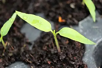 Ghost pepper leaf, about 10-day-old plant