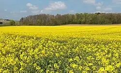 near Unterjettingen, field with rapeseed