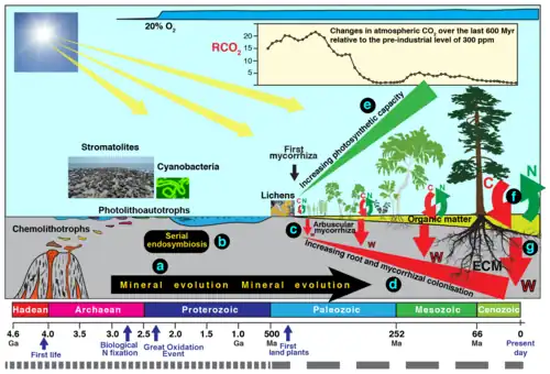 The different types of organisms involved in biological weathering of the Earth's Crust and a timescale for their evolution.
