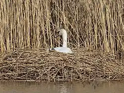 Nest of a mute swan, Sweden