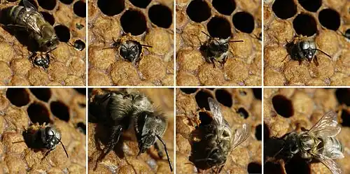 Emergence of a European dark honey bee (A.&nbsp;m. mellifera)