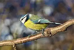 Eurasian blue tit, Värmdö, Stockholm