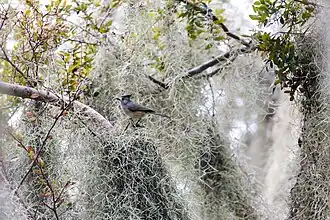 Black-crested titmouse among Sphanish moss, Santa Ana NWR