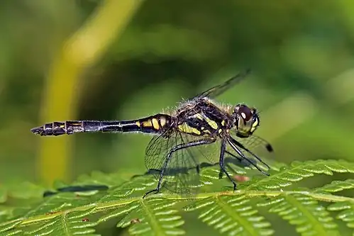 Image 15 Sympetrum danae Photograph credit: Charles J. Sharp Sympetrum danae, the black darter or black meadowhawk, is a species of dragonfly found in northern Europe, Asia, and North America. Both sexes are black and yellow, but the abdomen of the male is largely black while that of the female is largely yellow. Breeding takes place in shallow acidic pools, lake margins and ditches in lowland heaths and moorland bogs. The female lays her eggs during flight by dipping the tip of her abdomen into the water. The eggs hatch the following spring, the larvae developing very rapidly and emerging as adults in as little as two months. The male seen here is perched on a frond of bracken on Warren Heath in Hampshire, England. More selected pictures