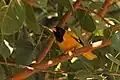 Black hooded oriole