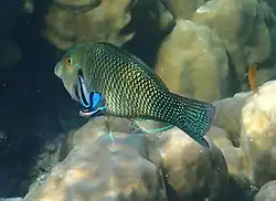 Attended by bluestreak cleaner wrasse