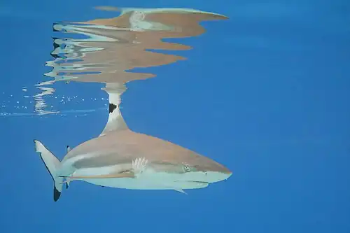 Blacktip reef shark (Carcharhinus melanopterus) Moorea