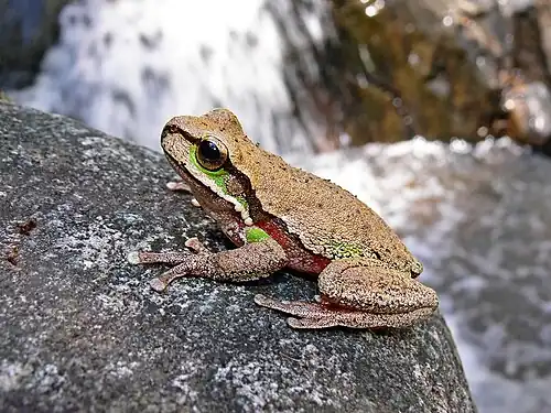 Image 13 Blue Mountains Tree Frog Photo: Benjamint444 The Blue Mountains Tree Frog (Litoria citropa) is a moderate-sized species of tree frog, up to about 60&nbsp;mm (2.4&nbsp;in) in length. It is native to coastal and highland areas of eastern Australia, especially in the Blue Mountains, hence its name. More selected pictures