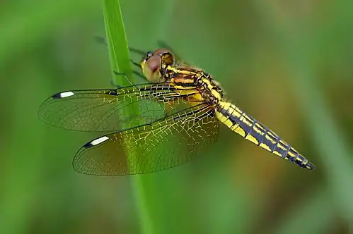 Young male