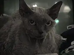 A "blue smoke" Devon Rex with unusually large ears.