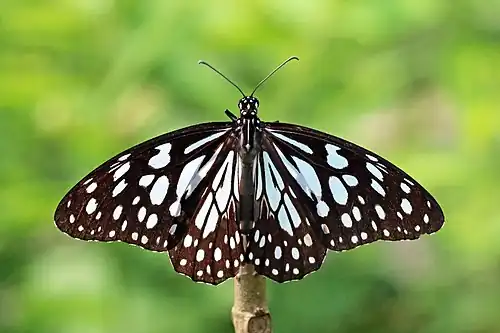 Dorsal view