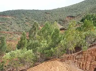 Casuarina collina (iron wood) and Acacia spirorbis (false guaiac) about seven years in a rehabilitation of mining lands - Commune of Montdore - South Province