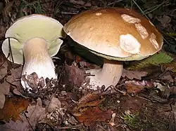 A bolete, Boletus edulis, showing the solid looking, spongy bottom surface, which is the defining characteristic of boletes.