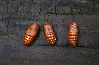 Pupae