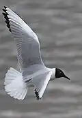 In flight, showing the upperwing pattern