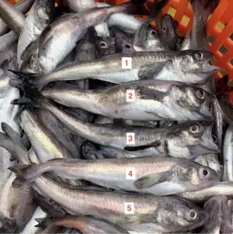 The image shows a close-up view of five Boreogadus saida lying horizontally in a pile within a plastic basket with orange slats. Each fish has a number label placed above it, ranging from 1 to 5, helping distinguish them from one another. These fish appear similar in shape and color, with silvery bodies, large eyes, and prominent mouths. However, the top three fish, labelled 1 to 3, are slightly darker in color. The bottom two fish, labelled 4 to 5, are slightly lighter in color and smaller.