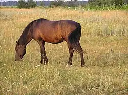 Meadows near Borzna