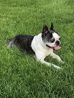 Boston Terrier with brindle coat lying in grass