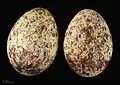 Eggs from same clutch in Guinée-Bissau