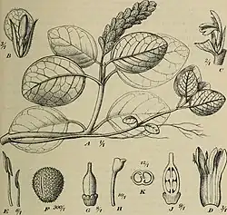 Illustrations of "Afrofittonia silvestris"
