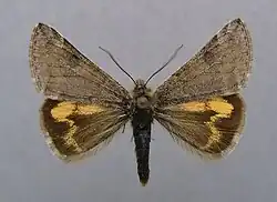 Pale orange underwing Boudinotiana puella Geometridae: Archiearinae