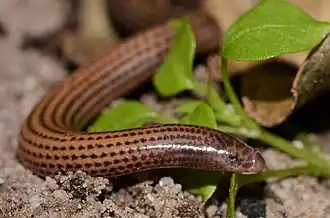 Boulenger's Limbless Skink (Scolecoseps boulengeri)