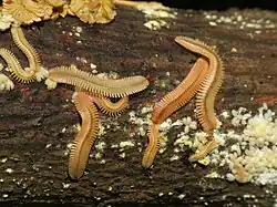 A colony, including adults with hatchlings