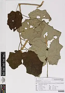 Herbarium specimen