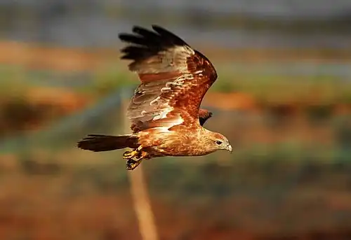 A subadult, Kerala, India