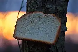 A slice of bread with one staple attaching it to a tree trunk, in the sunrise