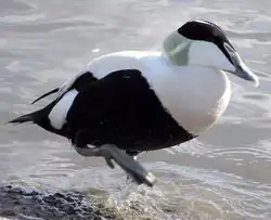 Common eider