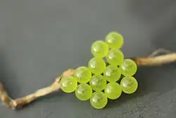 A cluster of 13 small spherical eggs glued together on a twig. Visible through each are the pair of eyes of the developing embryos, except for an unfertilized egg.