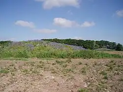 Bowl barrow 300&nbsp;m north east of Whitnell Corner