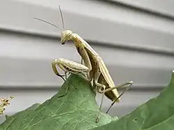 Brown European mantis