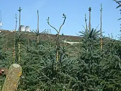 The Mormond Hill White Stag, near Fraserburgh, Aberdeenshire