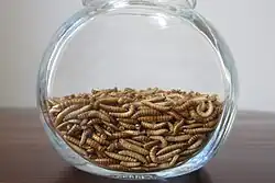 Buffalo worms as food (or ingredient)