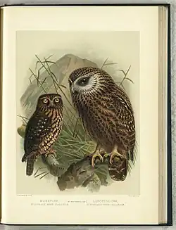 Illustrations of the morepork (left) and the extinct laughing owl (right) by John Gerrard Keulemans in Buller's A History of the Birds of New Zealand. 2nd edition. Published 1888.