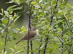 Blyth's reed warbler, Ytterberg, Härjedalen