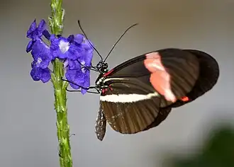 Butterfly at the Butterfly Garden.