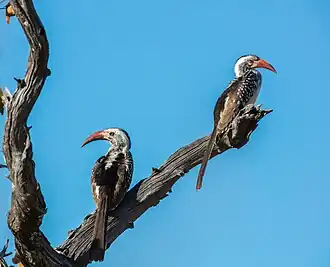 Southern red-billed hornbills (Tockus rufirostris)