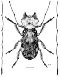 Hoherius meinertzhageni