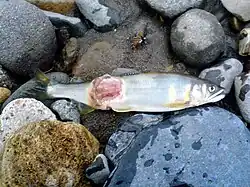 With cold water disease.