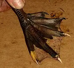 Muscovy duck, both feet have five toes