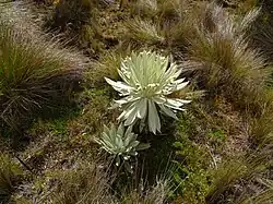 Calamagrostis effusa and Espeletia