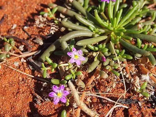 Calandrinia stagnensis