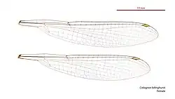 Female Caliagrion billinghursti wings